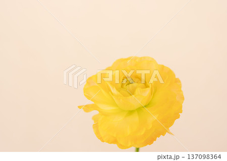 黄色いラナンキュラスの花をベージュ背景で室内撮影03 137098364