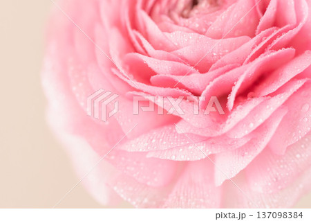 水滴の付いたピンク色のラナンキュラスの花をベージュ背景でマクロ室内撮影06 137098384