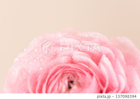 水滴の付いたピンク色のラナンキュラスの花をベージュ背景でマクロ室内撮影19 137098394