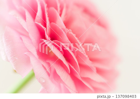 水滴の付いたピンク色のラナンキュラスの花をマクロ室内撮影29 137098403
