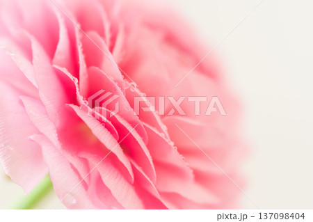 水滴の付いたピンク色のラナンキュラスの花をマクロ室内撮影30 137098404