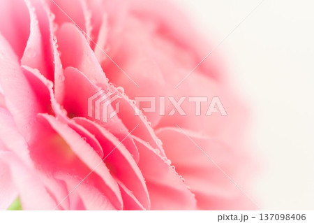水滴の付いたピンク色のラナンキュラスの花をマクロ室内撮影32 137098406