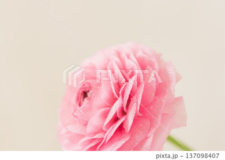 水滴の付いたピンク色のラナンキュラスの花をマクロ室内撮影33 137098407