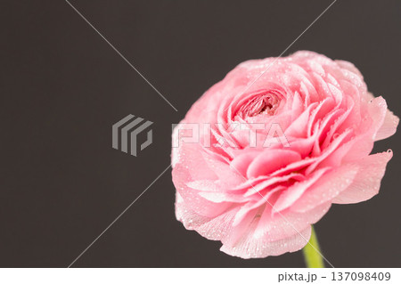 水滴の付いたピンク色のラナンキュラスの花を黒背景でマクロ室内撮影06 137098409