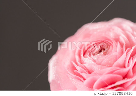 水滴の付いたピンク色のラナンキュラスの花を黒背景でマクロ室内撮影07 137098410