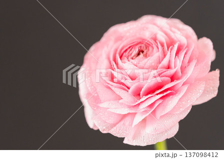 水滴の付いたピンク色のラナンキュラスの花を黒背景でマクロ室内撮影09 137098412