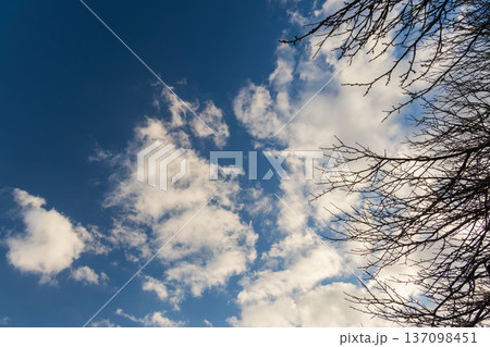 冬の夕方の青空と輝くふわふわの白い雲と木の枝60 137098451