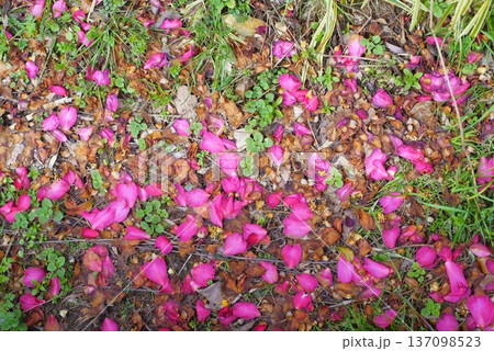 地面に散ったサザンカの花びら 地面に散ったサザンカの花びら 137098523