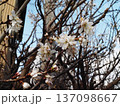 咲き始めた公園横の桜(水滴をつけたシナミザクラの花) 咲き始めた公園横の桜(水滴をつけたシナミザクラの花) 137098667