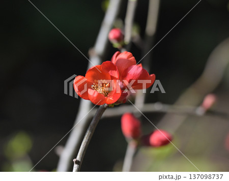 静寂の中の木瓜の花 静寂の中の木瓜の花 137098737