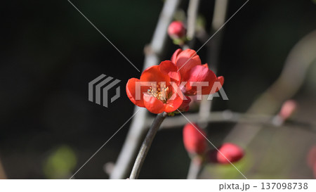 静寂の中の木瓜の花 静寂の中の木瓜の花 137098738