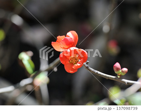 静寂の中の木瓜の花 静寂の中の木瓜の花 137098739