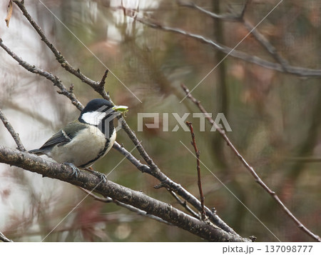 枝にとまるシジュウカラ 137098777
