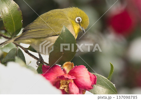 サザンカの蜜を吸うメジロ サザンカの蜜を吸うメジロ 137098785