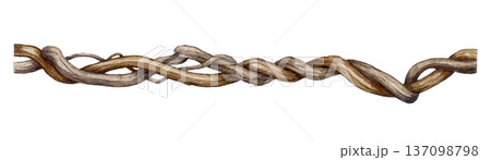 Twisted vine creeper branch element watercolor illustration. Hand drawn liana branch stem element isolated on white background. Natural decor botanical twisted hanging vine tropical plant trunk 137098798