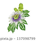 Passiflora flower with leaves hand drawn watercolor illustration. Passion flower blossom vintage style botanical decor. Blooming passiflora plant flower healthcare element on white background. 137098799