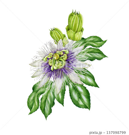 Passiflora flower with leaves hand drawn watercolor illustration. Passion flower blossom vintage style botanical decor. Blooming passiflora plant flower healthcare element on white background. Passiflora flower with leaves hand drawn watercolor illustration. Passion flower blossom vintage style botanical decor. Blooming passiflora plant flower healthcare element on white background. 137098799