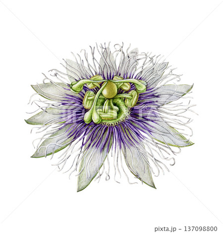 Hand drawn passiflora flower element isolated on white background. Passion flower blossom vintage style detailed watercolor botanical illustration. Blooming passiflora plant exotic tropical flower 137098800