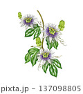 Passiflora plant vine with flowers leaves hand drawn watercolor illustration. Passion flower stem vintage style botanical illustration. Blooming passiflora twig element isolated on white background 137098805