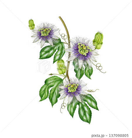 Passiflora plant vine with flowers leaves hand drawn watercolor illustration. Passion flower stem vintage style botanical illustration. Blooming passiflora twig element isolated on white background 137098805