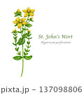 St. John's wort herb watercolor illustration isolated on white background. Hand drawn hypericum perforatum medicinal plant vintage style realistic illustration. St Johns wort natural herbal treatment 137098806