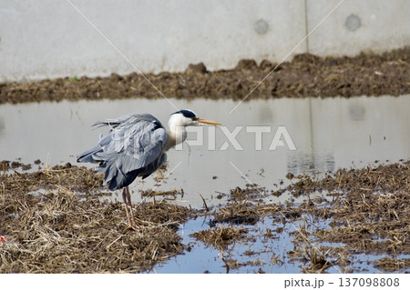 アオサギ heron / Japan アオサギ heron / Japan 137098808