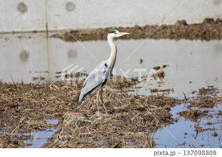 アオサギ heron / Japan アオサギ heron / Japan 137098809