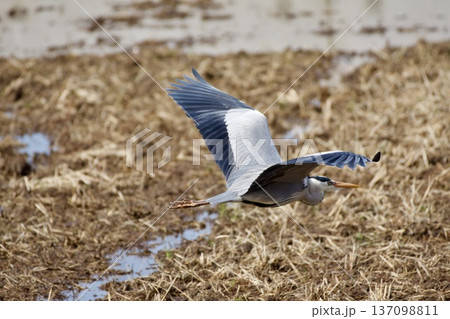 アオサギ heron / Japan アオサギ heron / Japan 137098811
