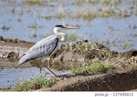 アオサギ heron / Japan 137098815