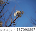 青空と咲き始めた桜(水滴をつけたシナミザクラの花) 青空と咲き始めた桜(水滴をつけたシナミザクラの花) 137098897