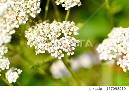 Achillea, Achillea millefolium or Achillea millefolium L or Asteraceae or Yarrow Achillea, Achillea millefolium or Achillea millefolium L or Asteraceae or Yarrow 137098910