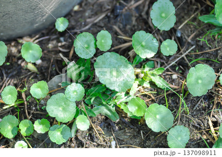 Water Pennywort or Kaempferia rotunda L or ARALIACEAE, Hydrocotyle umbellata or Kaempferia rotunda Water Pennywort or Kaempferia rotunda L or ARALIACEAE, Hydrocotyle umbellata or Kaempferia rotunda 137098911