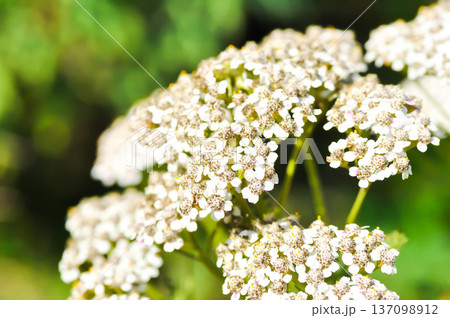 Achillea, Achillea millefolium or Achillea millefolium L or Asteraceae or Yarrow Achillea, Achillea millefolium or Achillea millefolium L or Asteraceae or Yarrow 137098912