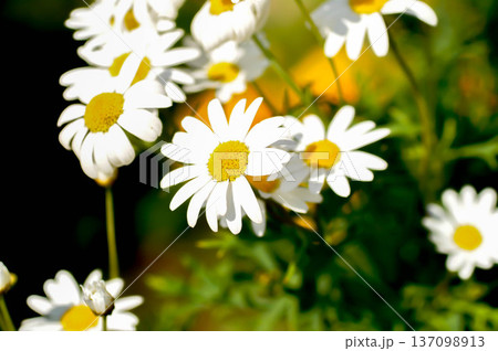 daisy or African Daisy, Argyranthemum Grandaisy or  Asteraceae or Bellis perennis or Cape Daisy or Dahlberg Daisy or Gold Carpet or Golden Fleece or Osteospermum or  Sunkissed Daisies or Thymophylia 137098913