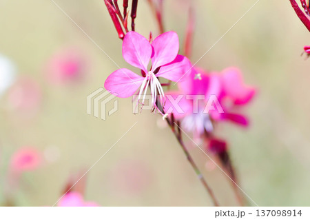 Butterfly Gaura, Crimson Butterflies, Gaura lindheimeri Engelm and A Gray, ONAGRACEAE, Siskiyou Pink 137098914