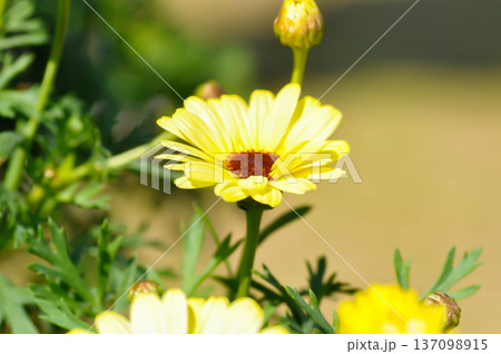 daisy or African Daisy, Argyranthemum Grandaisy or Asteraceae or Bellis perennis or Cape Daisy or Dahlberg Daisy or Gold Carpet or Golden Fleece or Osteospermum or Sunkissed Daisies or Thymophylia daisy or African Daisy, Argyranthemum Grandaisy or Asteraceae or Bellis perennis or Cape Daisy or Dahlberg Daisy or Gold Carpet or Golden Fleece or Osteospermum or Sunkissed Daisies or Thymophylia 137098915