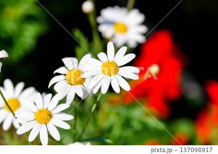 daisy or African Daisy, Argyranthemum Grandaisy or  Asteraceae or Bellis perennis or Cape Daisy or Dahlberg Daisy or Gold Carpet or Golden Fleece or Osteospermum or  Sunkissed Daisies or Thymophylia 137098917