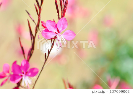 Butterfly Gaura, Crimson Butterflies, Gaura lindheimeri Engelm and A Gray, ONAGRACEAE, Siskiyou Pink Butterfly Gaura, Crimson Butterflies, Gaura lindheimeri Engelm and A Gray, ONAGRACEAE, Siskiyou Pink 137099002