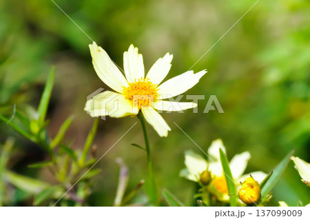 Coreopsis basalis, Asteraceae or Coreopsis or Coreopsis lanceolata or Coreopsis tinctoria Nutt or Plains Coreopsis or Plains Tickseed or White Coreopsis Coreopsis basalis, Asteraceae or Coreopsis or Coreopsis lanceolata or Coreopsis tinctoria Nutt or Plains Coreopsis or Plains Tickseed or White Coreopsis 137099009