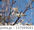 木洩れ日を浴びたシナミザクラ(早春の空と水滴をつけた桜) 木洩れ日を浴びたシナミザクラ(早春の空と水滴をつけた桜) 137099081