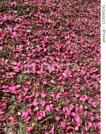地面に落ちたピンクの花びら 137099141