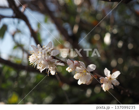 雨上がりの早春の桜(水滴をつけたシナミザクラの枝先) 雨上がりの早春の桜(水滴をつけたシナミザクラの枝先) 137099235