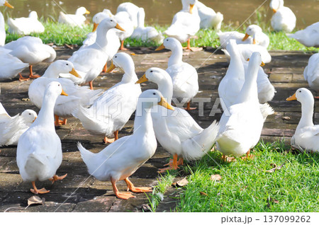duck or ducks on the farm , farm animal duck or ducks on the farm , farm animal 137099262