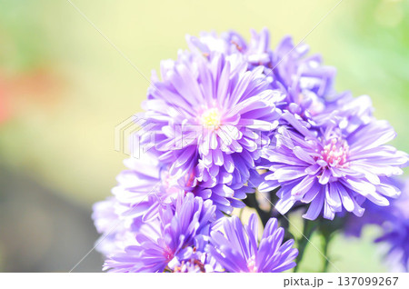 Aster,Heath Aster or Symphyotrichum ericoides L G L Nesom or new England aster or Symphyotrichum ericoides or purple aster 137099267