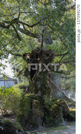 苔の生えた樟 137099270