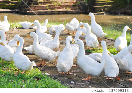 duck or ducks on the farm , farm animal 137099318