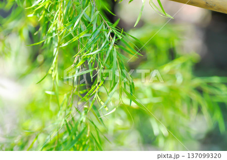 Salix babylonica var or pekinensis or Pendula or Weeping Willow or Salix babylonica L, SALICACEAE 137099320