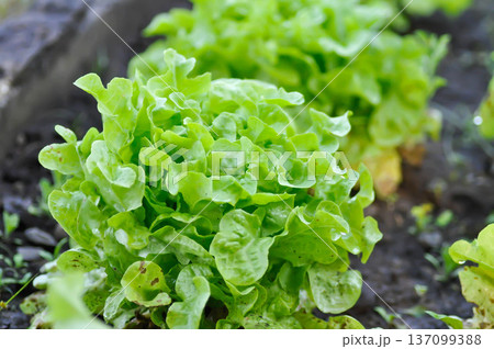 lettuce plant or green oak lettuce in the flower bed or green coral lettuce 137099388
