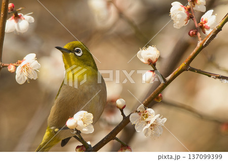 梅の花の蜜を吸うメジロ 137099399