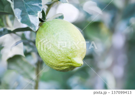 lemon tree or lemon plant , lemon on the tree lemon tree or lemon plant , lemon on the tree 137099413